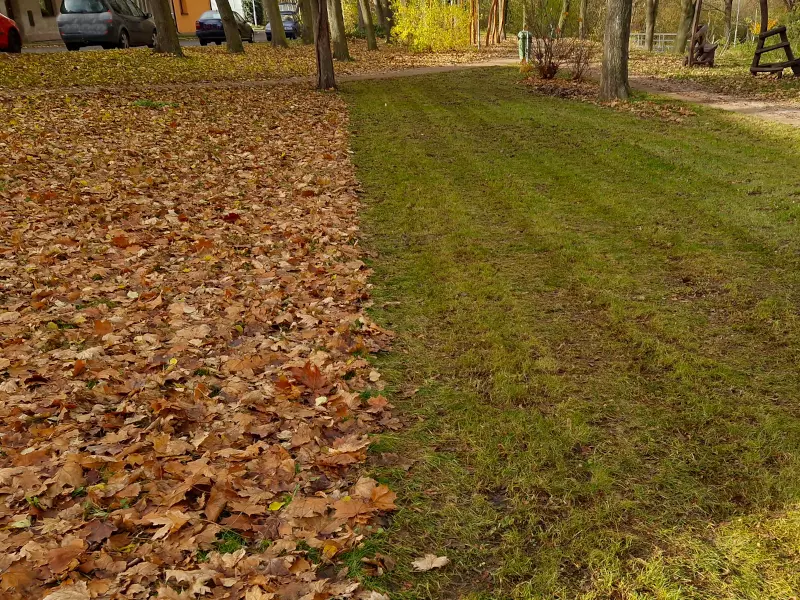 Spring yard clean up services near me