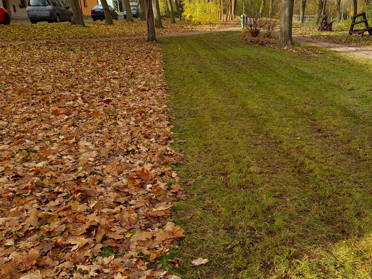 Spring and fall clean up services